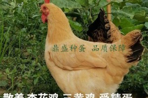 从选择到孵化，如何孵化健康的小鸡（以优质鸡蛋为基础，掌握正确的孵化技巧）
