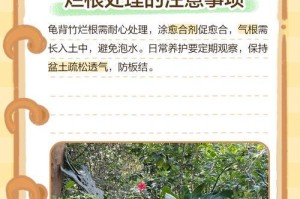 烂根处理的最佳方法（有效避免植物烂根的关键措施和实用建议）
