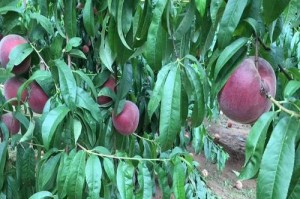 基盘顾客数据库的分级与管理（优化营销策略的关键举措）