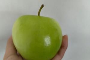 苹果垃圾桶的性能评估（一款高效环保的垃圾处理解决方案）
